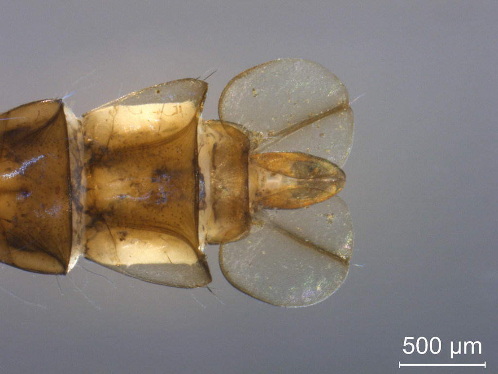 Mochlonyx velutinus 2